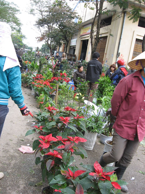 Hoa dừa cạn rủ, hoa dua can ru, hoa Tết, hoa Tet, hạt giống hoa, hoa treo, dạ yến thảo, hoa treo ban công, hoa phong lu, hoa phong lu thao, hoa phong lữ, hoa phong lữ thảo, hạt giống hoa oải hương, bán hạt giống hoa oải hương, hat giong hoa oai huong, hạt giống  chất lượng cao, hat giong hoa , hat giong hoa chat luong cao, hoa trong tham, hoa trong chau,